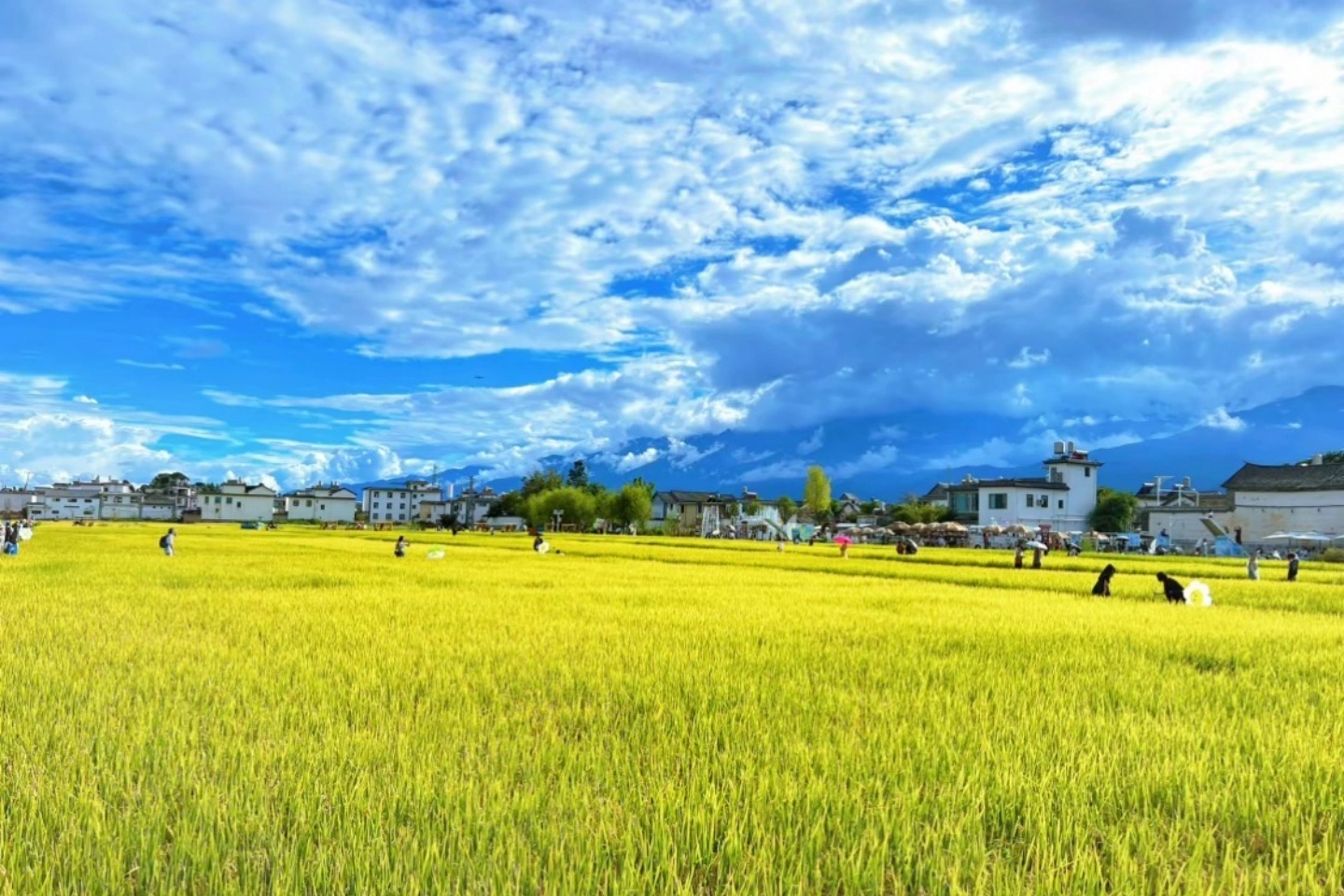 喜洲古镇3
